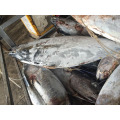 Whole yellow fin Tuna from China